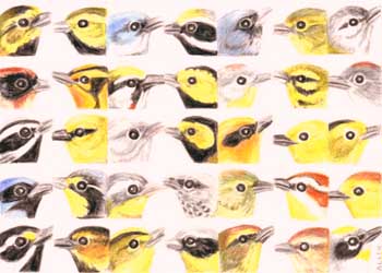 "35 Warblers" by Miira Allen, Merrill WI - Colored Pencil (NFS)